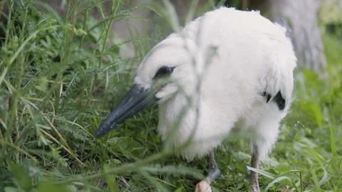 Juvenile white stork Stock-Footage 346443482