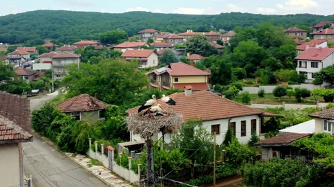 Juvenile white stork practicing flight above nest in Yasna Polyana, Bulgaria Video stock 338991065