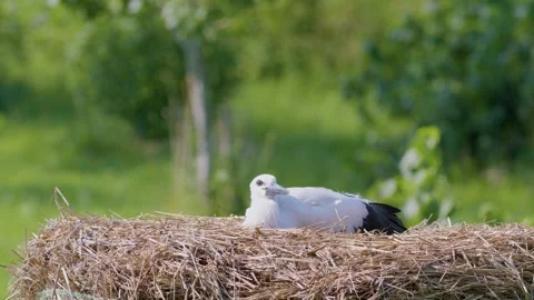Juvenile white stork sleeping in artificial nest. Stock-Footage 346431651