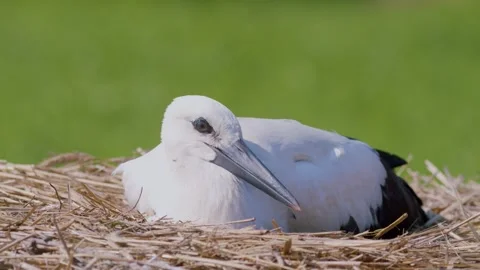 Juvenile white stork sleeping in artificial nest. Stock-Footage 346431851