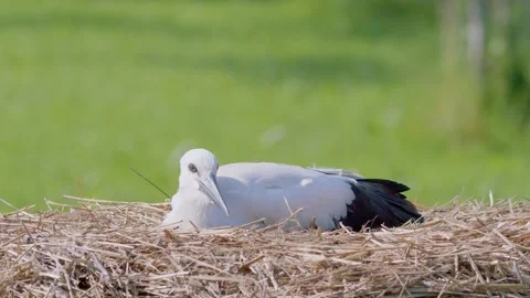 Juvenile white stork sleeping in artificial nest. Stock-Footage 346431865