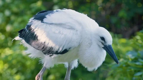 Juvenile white stork sunbathing in early morning sunlight Stock-Footage 346431217