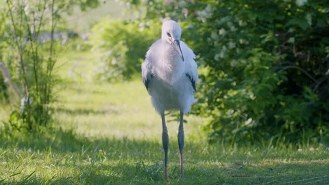 Juvenile white stork sunbathing in early morning sunlight Stock-Footage 346431377