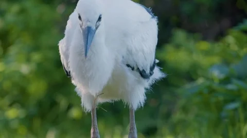 Juvenile white stork sunbathing in early morning sunlight Stock-Footage 346431421