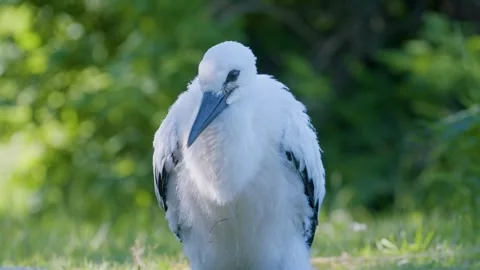 Juvenile white stork sunbathing in early morning sunlight Stock-Footage 346431537