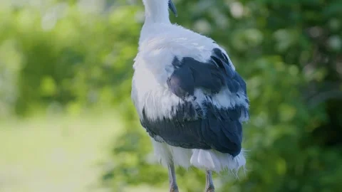 Juvenile white stork view from legs to head Stock-Footage 346431791