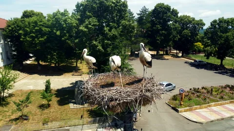 Juvenile white storks feeding in nest during drone orbit in Yasna Polyana, B Video stock 338990380