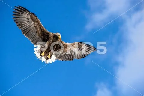 Juvenile White-tailed eagle in flight dive. Blue sky background. Scientific Stock Photos