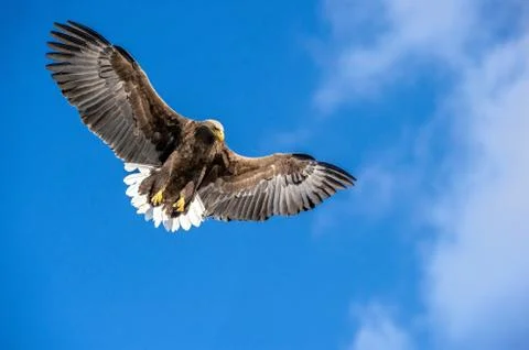 Juvenile White-tailed eagle in flight dive. Blue sky background.  Scientific  Stock Photos
