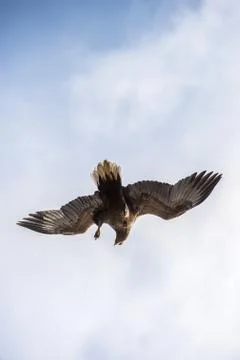 Juvenile White-tailed eagle in flight dive. Blue sky background.  Scientific  Stock Photos