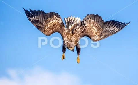 Juvenile White-tailed eagle in flight dive. Blue sky background. Scientific Stock Photos