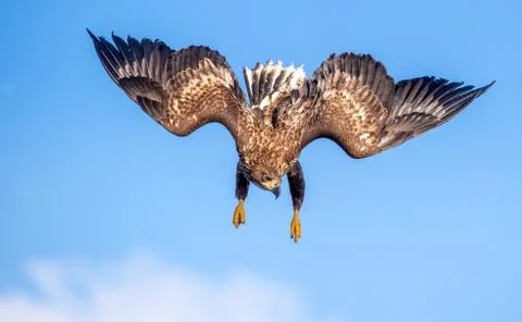 Juvenile White-tailed eagle in flight dive. Blue sky background.  Scientific  Stock Photos