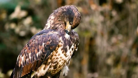 Juvenile White-tailed Eagle, Profile View, Brown and White Plumage Stock Footage 301068139