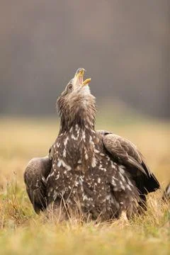 Juvenile white-tailed eagle screeching on a meadow with yellow grass in autumn Stock Photos