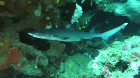Juvenile white tip reef shark (Triaenodon obesus ) Stock Footage 84580378