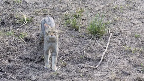 Juvenile wild cat Stock Footage