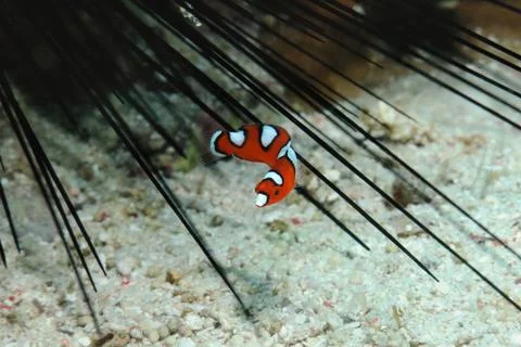 Juvenile wrasse Stock Photos