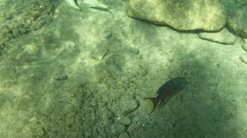 Juvenile Yellow Edge Lyre Tail Grouper Fish Takes Cover Under a Boulder Vídeo Stock 304902660