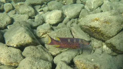 Juvenile Yellow Edge Lyre Tail Grouper Looking for Food Along Coral Reef Stockbeeldmateriaal 304904165