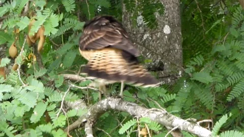 Juvenile Yellow-headed Caracara Calling on Tree Branch with Group Vocalizations Stock-Footage 342263345