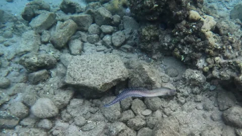 Juvenile Yellowmouth Moray Eel Unique Underwater Sea creature Takes Cover Vídeo Stock 302671237