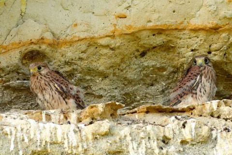 Juveniles common kestrels Stock Photos