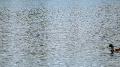 Juveniles mallards (Anas platyrhynchos) swimming in the lake in single file. Stock Footage