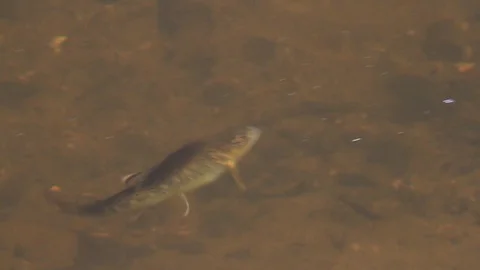 Juvenlie fish in stream swimming and eating surface insects in danish stream Stock Footage 117602653