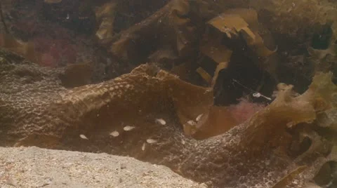 Juvinile fish 스톡 동영상 12485006