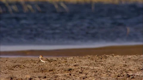 Juyan Lake Basin‘s bird Video stock 67582557