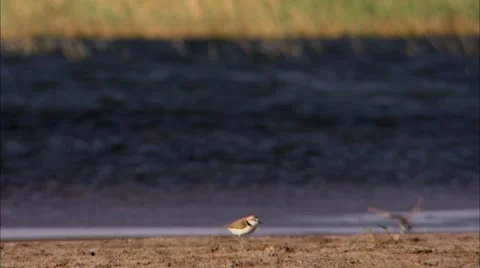 Juyan Lake Basin‘s bird Video stock 67583345