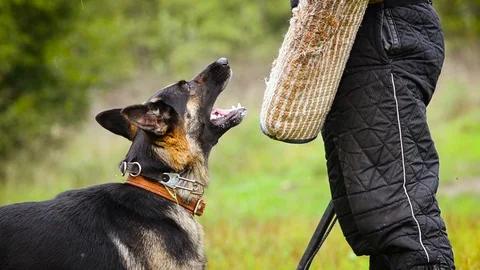 K-9 training: barking Stock Footage 91038841