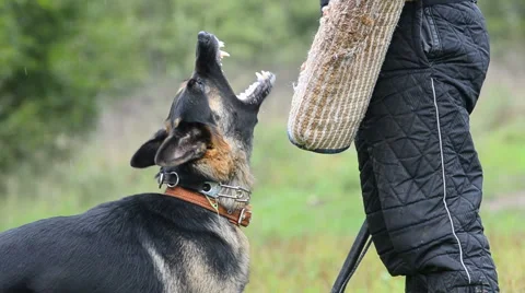 K-9 training, moment of barking closeup Stock Footage 66758233