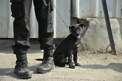  K-9 Training in Progress Stock Photos