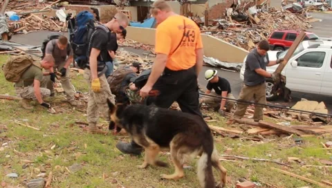 K-9 Unit and Helpers Looking Through Tornado Damage With Dog. (HD) m Stock Footage 5504540