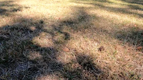 $K Video About Shadows of Trees on Lush Grass Stock Footage 281257300