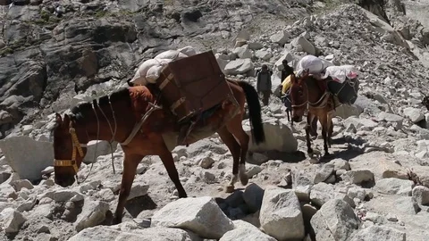 K2 Trek Donkey 스톡 동영상 78883695