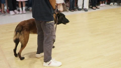 K9 Dog Preparing for Show at Pet Expo in Indoor Shopping Mall Stock Footage 308914080