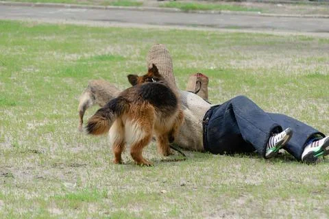 K9 dog training. Attack German and Belgian shepherds. Pets attacks person in  Stock Photos