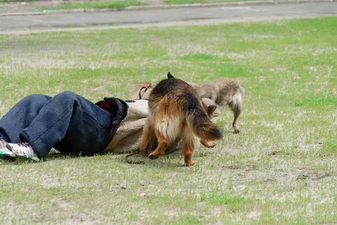 K9 dog training. Attack German and Belgian shepherds. Pets attacks person in  Stock Photos