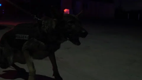 K9 Officer Holds Back His Barking Police Dog in Flashing Patrol Car Lights Stock-Footage 208763889