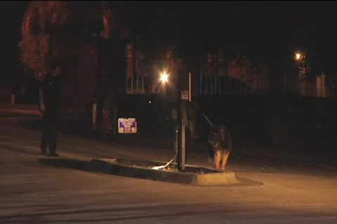 K9 track (night) Video stock 822445