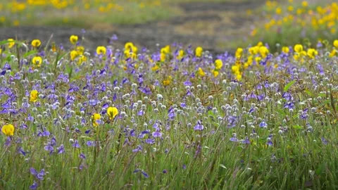 KAAS PLATEAU 스톡 동영상 195281464