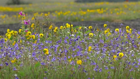 KAAS PLATEAU Stock Footage 195281465