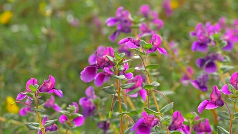 KAAS PLATEAU Stock Footage 195281466