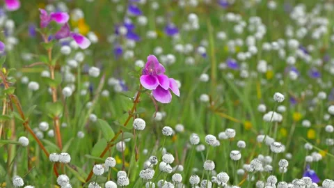 KAAS PLATEAU Stock Footage 195281467