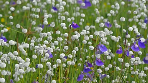 KAAS PLATEAU Stock Footage 195281469
