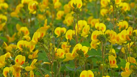 KAAS PLATEAU Stock Footage 195281476