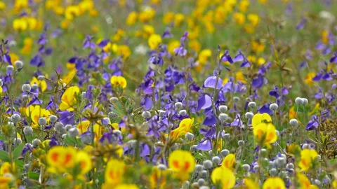 KAAS PLATEAU Stock Footage 195281477