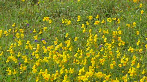 KAAS PLATEAU Stock Footage 195281479